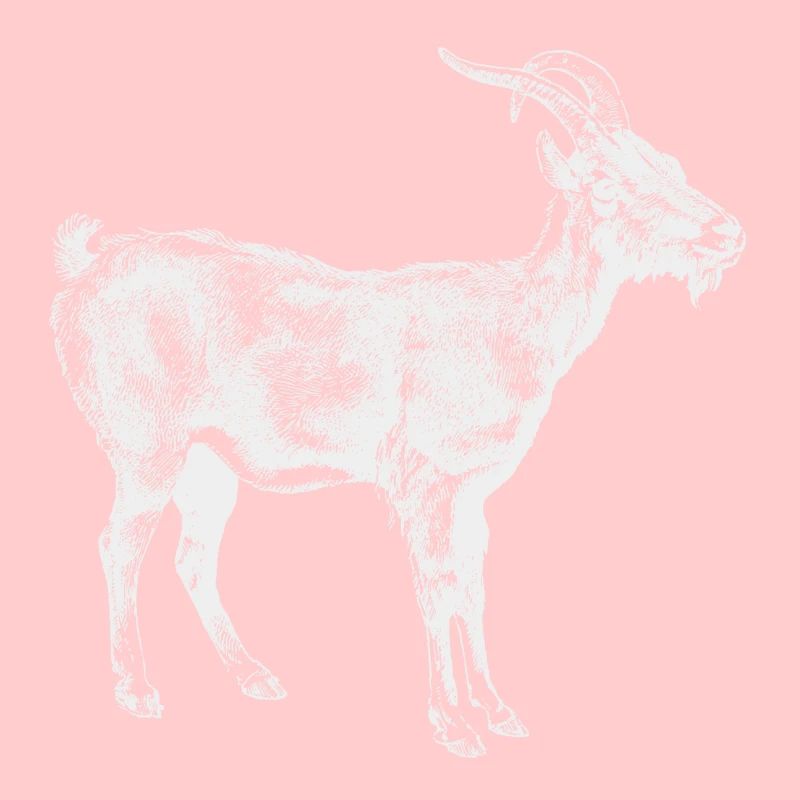 Chèvre blanche