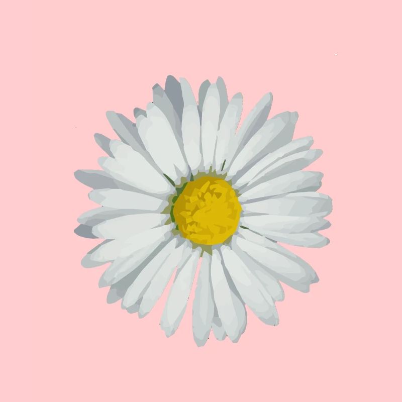 Gänseblümchen
