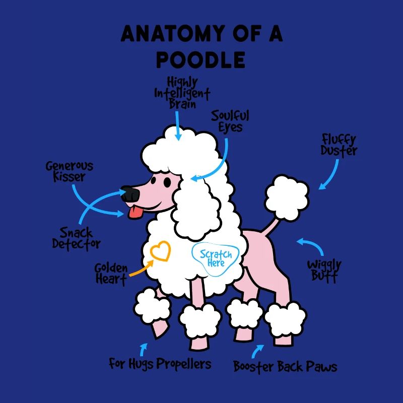 Anatomie Eines Pudel