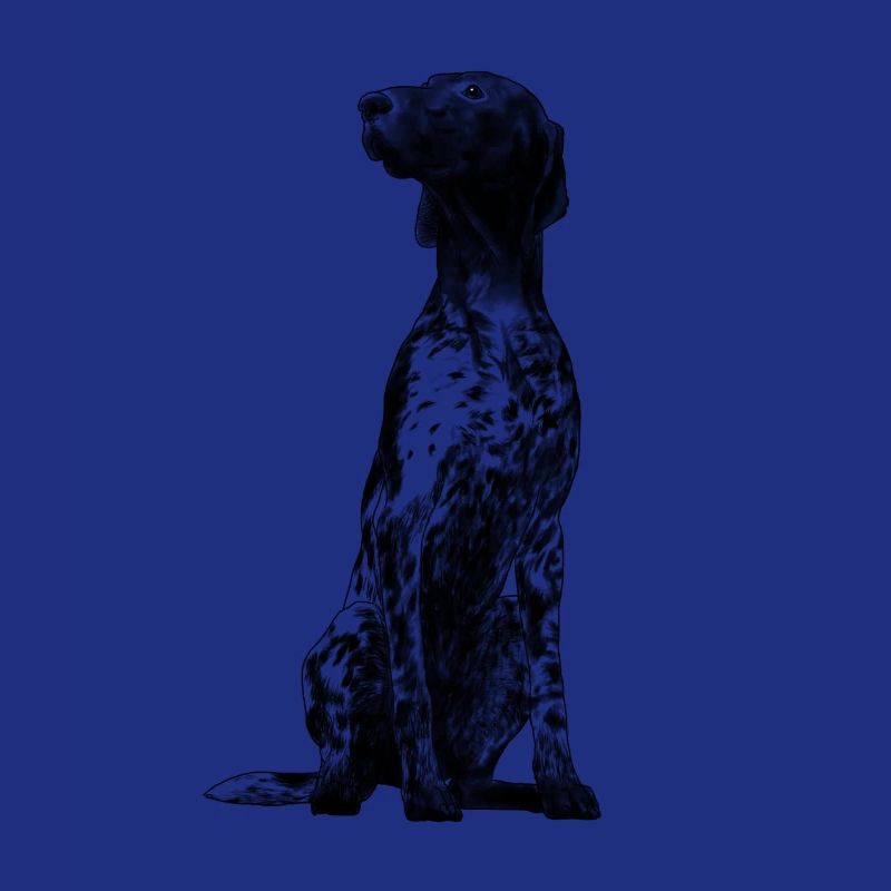 Sitting German Shorthaired Pointer Dog