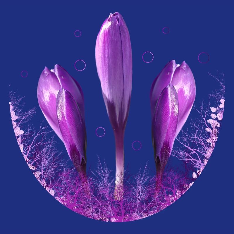 Crocus Crocus Fleurs Violettes