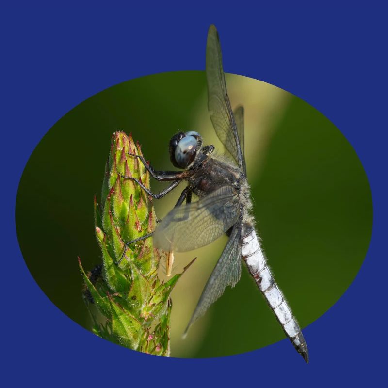 Libelle
