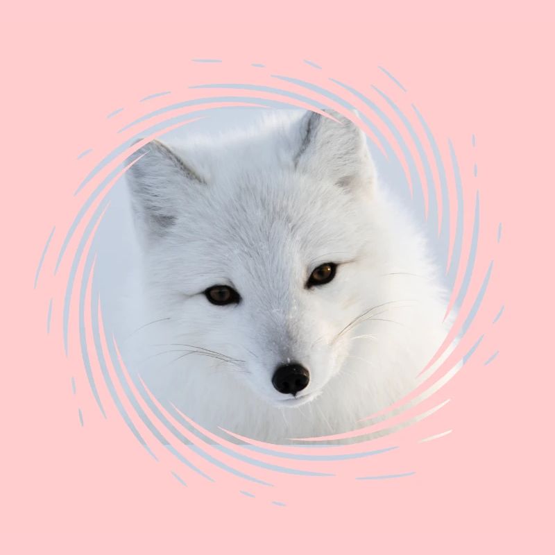 Polarfuchs
