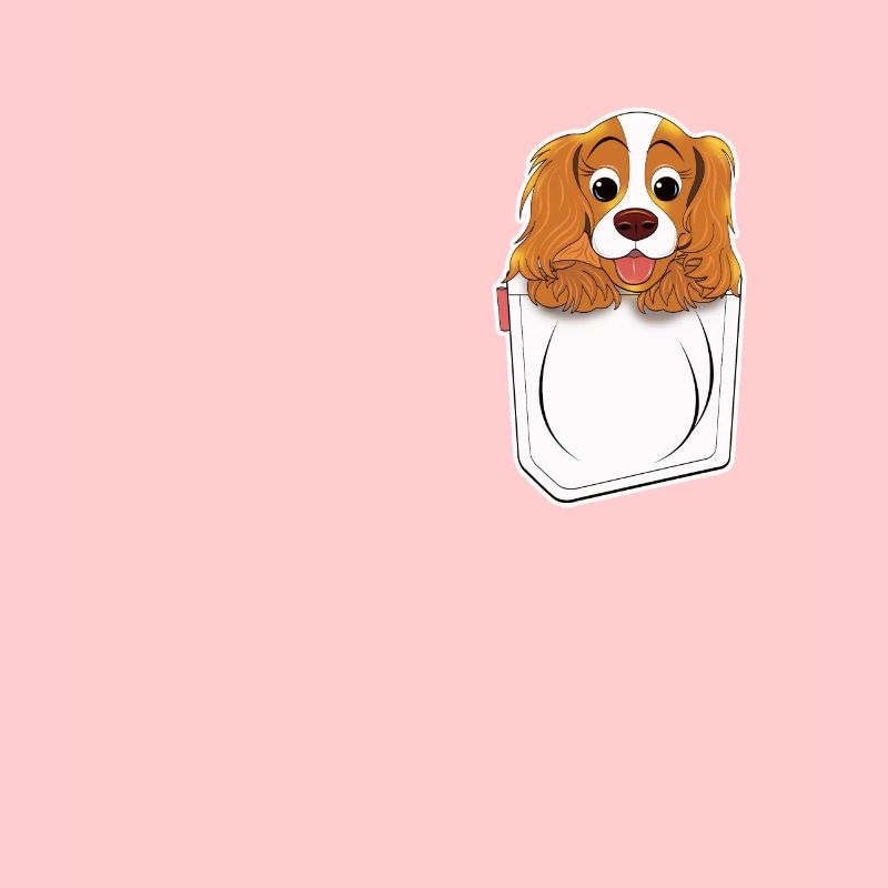 Cavalier King Charles Spaniel Chien de poche