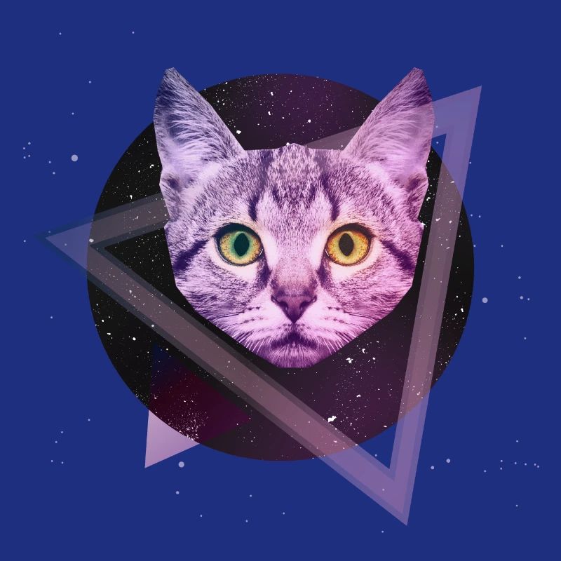 Chat de l'espace