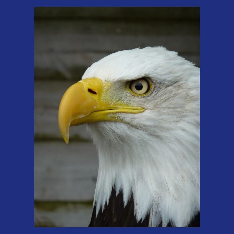 American Bald Eagle