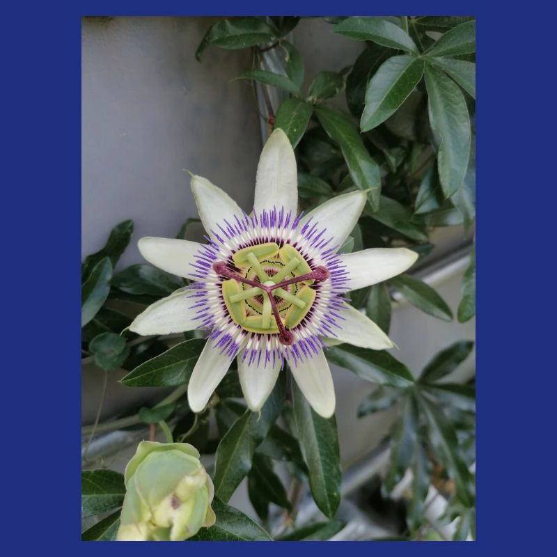 Passiflora fleur de Fruit de la Passion