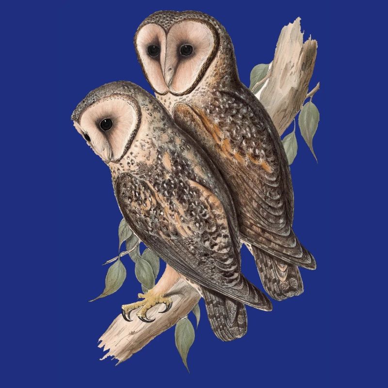 Eule Eulenpärchen Schleiereule