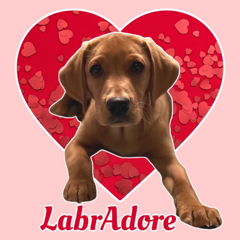 Dexter the Fox Red Labrador - Heart LabrAdore