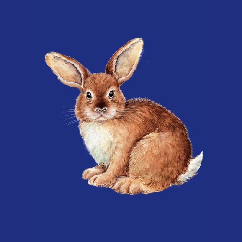 RABBIT ROSA