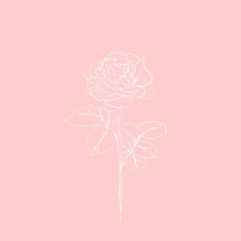 Rose blanche