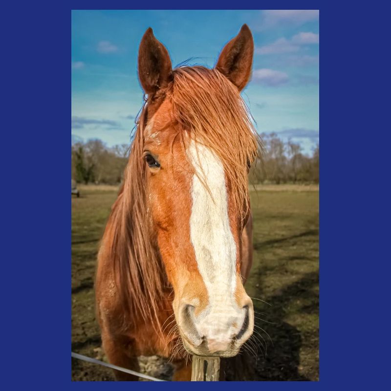 das Pferd