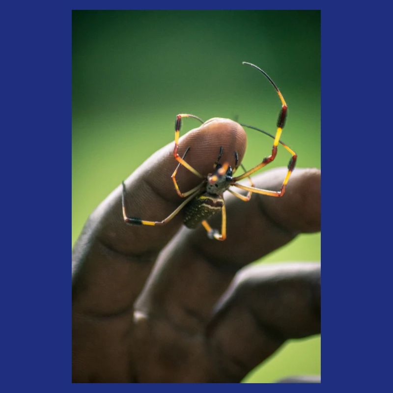 Spinne