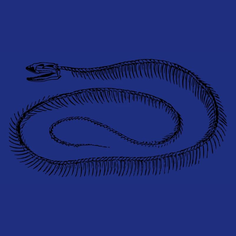 Reptile skeleton