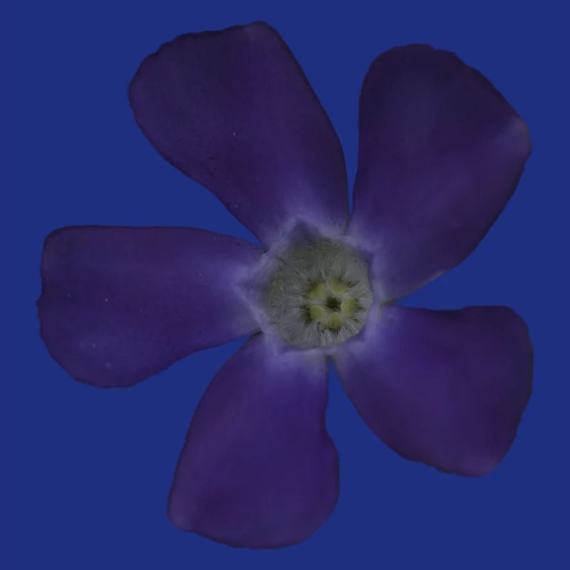 Fleur pourpre pervenche