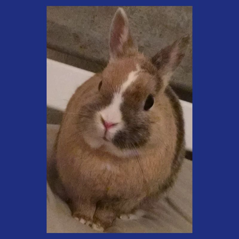 Rabbit