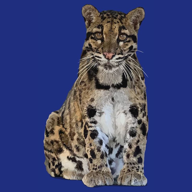 Panthère nébuleuse