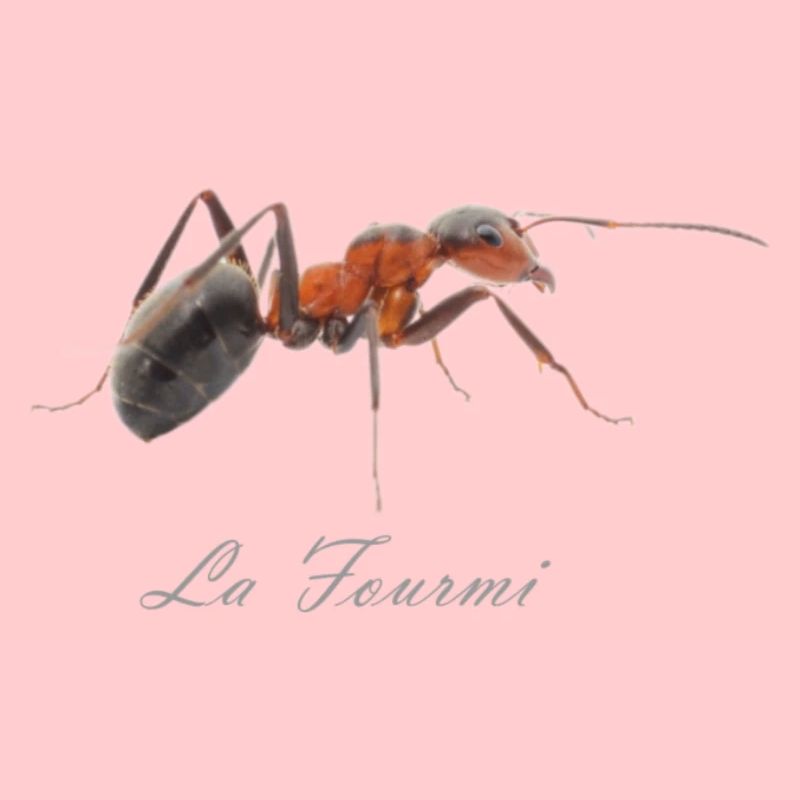 la fourmi