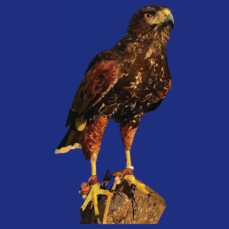 Reddish-reddish hawk