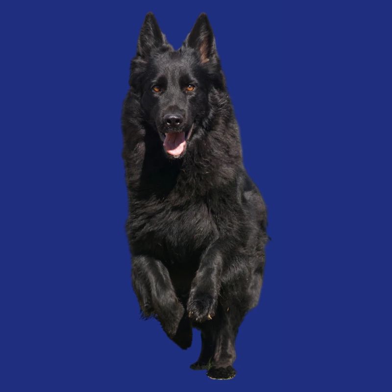 black shepherd front