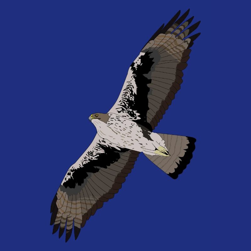 Bonelli's Eagle