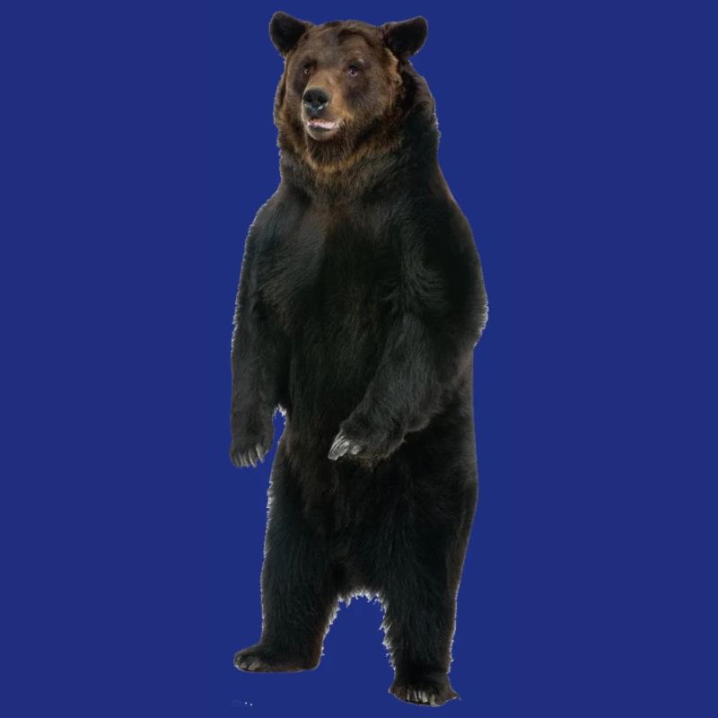 Standing bear