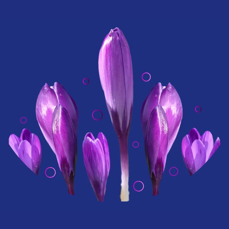 Crocus Printemps Printemps Début