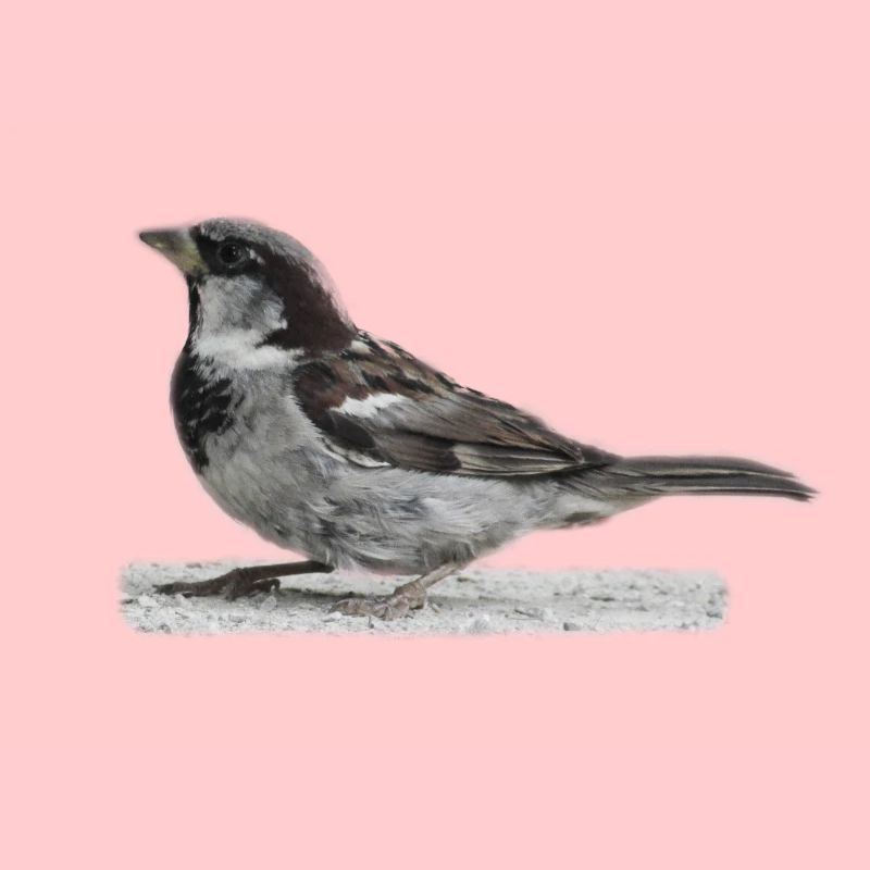 Spatz Vogel