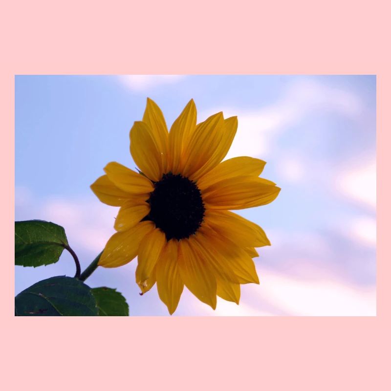 Sonnenblume