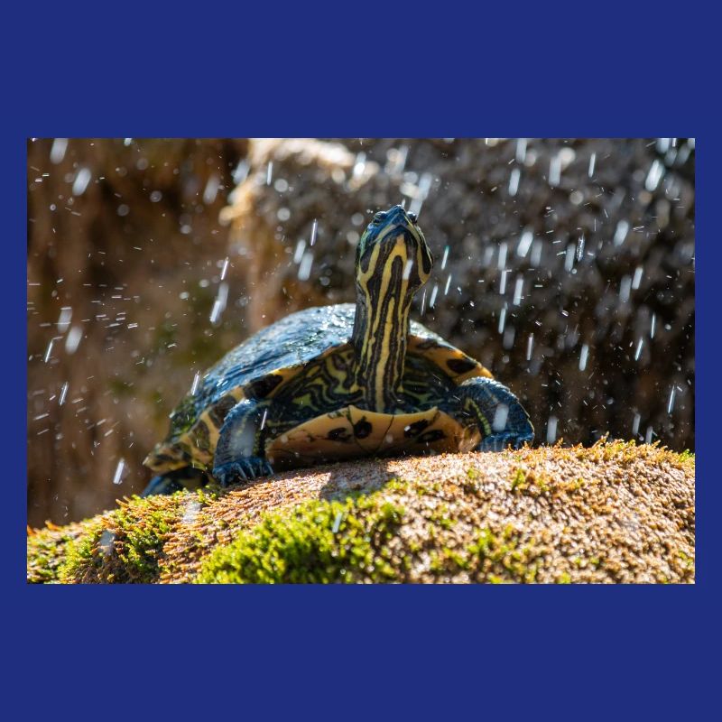 Gelbbauch-Slider Trachemys scripta scripta