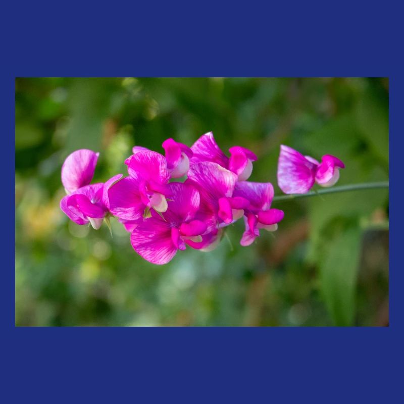 pois vivace éternel Lathyrus latifolius