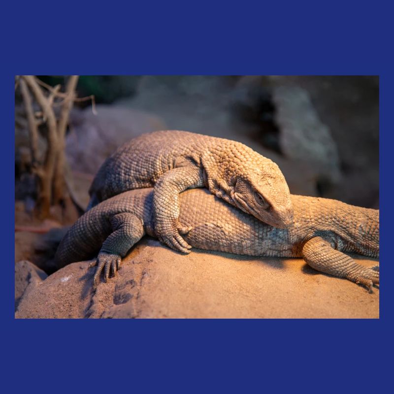 Mexican beaded lizard (Skorpion-Krustenechse)