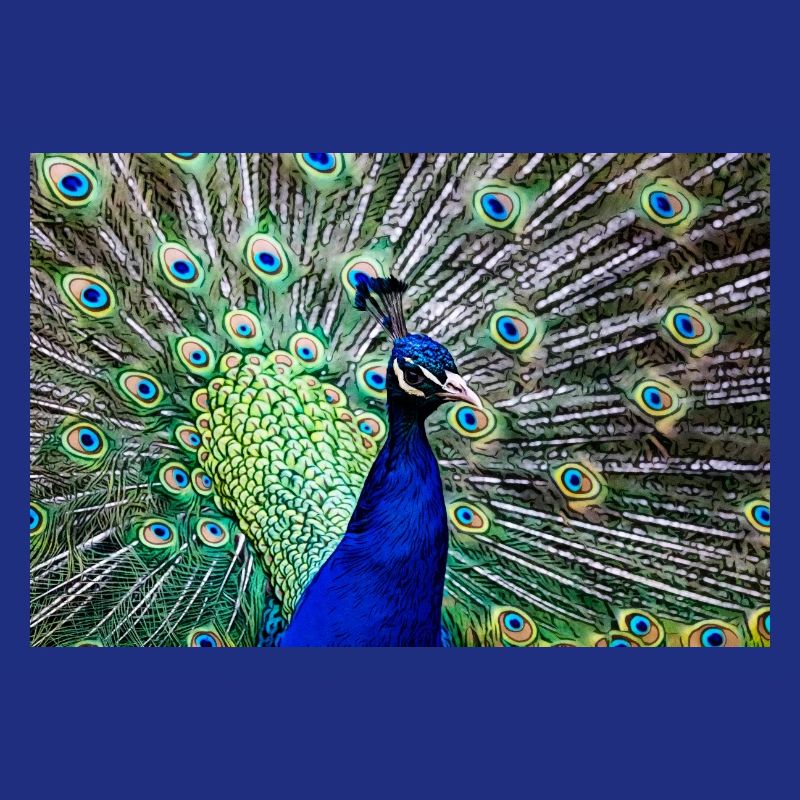 Peacock