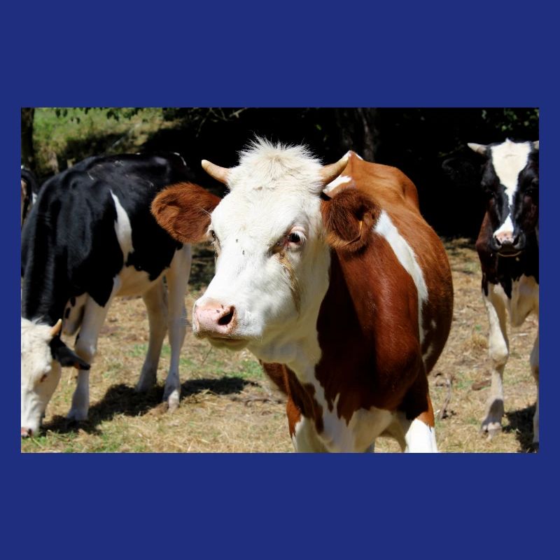 Affiche de vache