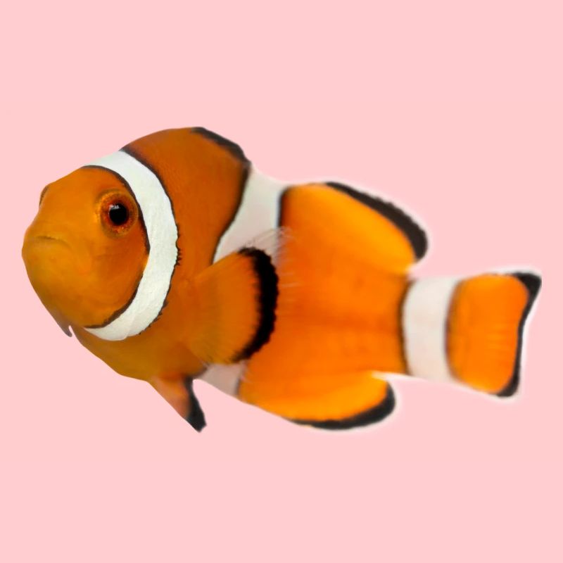 Poisson