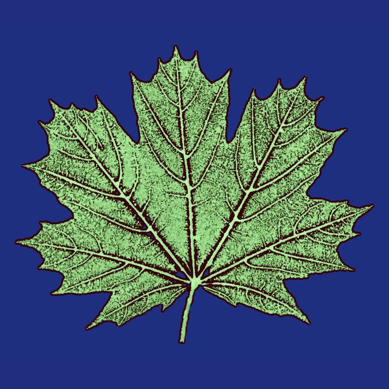 Maple leaf / érable feuille - Botanique