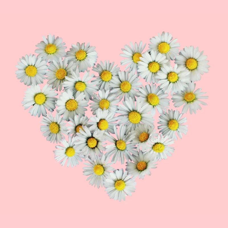 Gänseblümchen Herz Frühling Daisy Blüte Blume