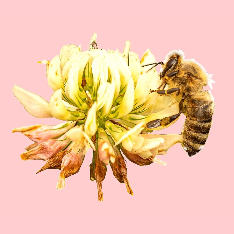 Honigbiene auf einer Blüte, A733151