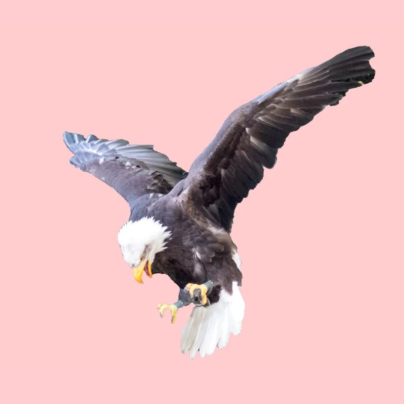 Eagle in a swoop