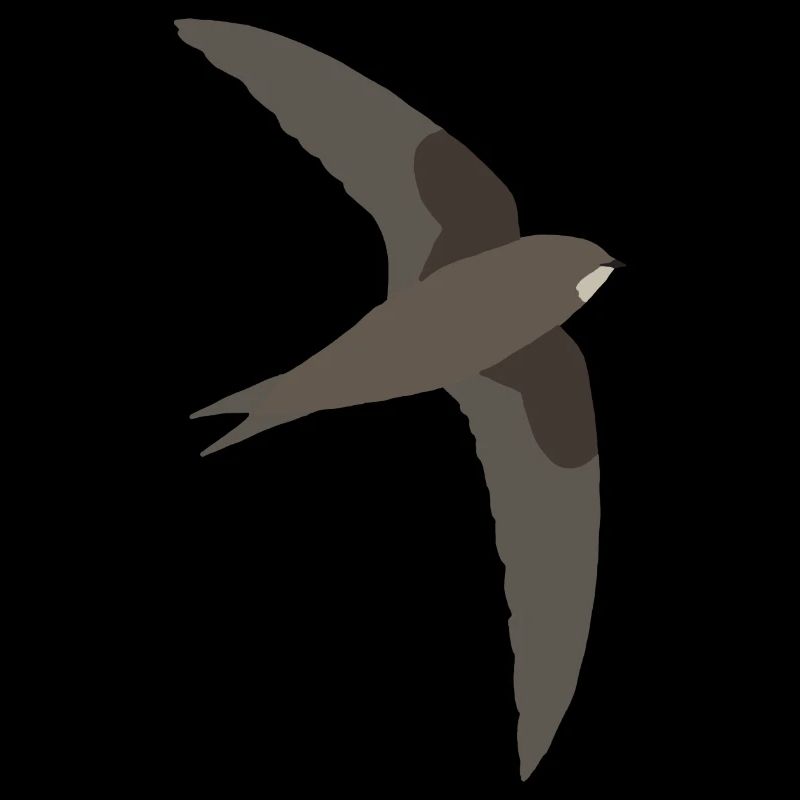common swift