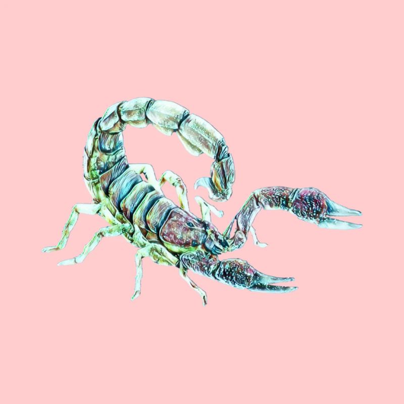 Scorpion
