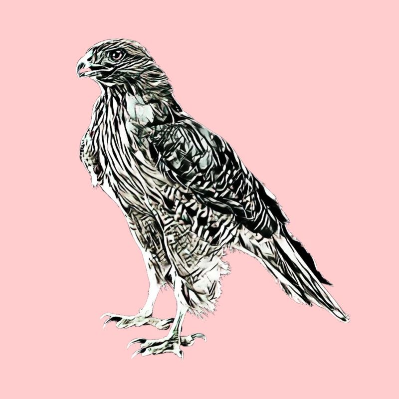 Falcon