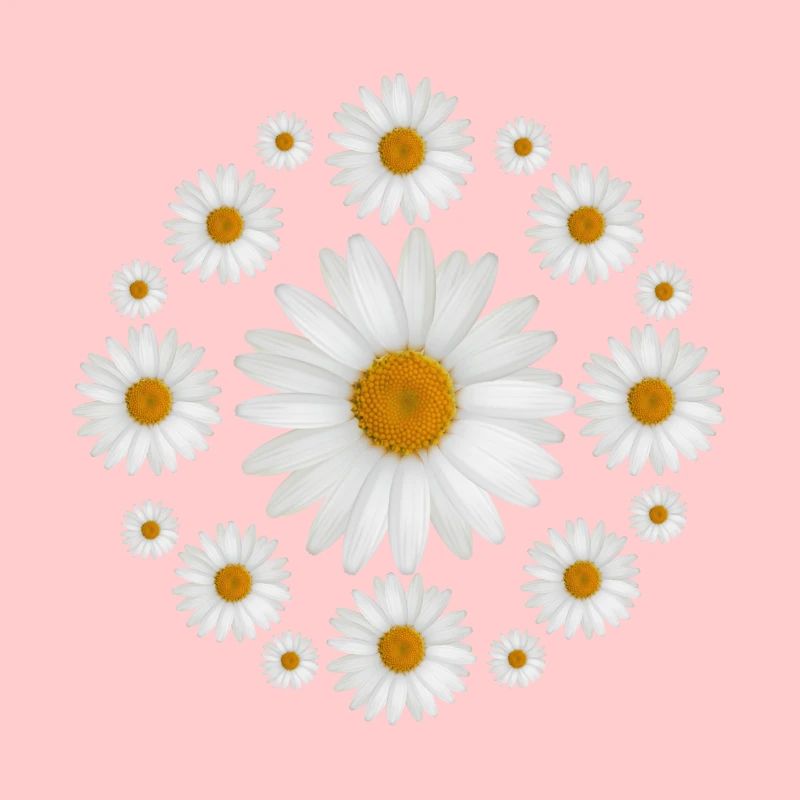 Weißes Gänseblümchen blüht Gänseblümchen-Entwurf