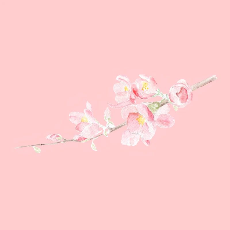 Kirschblüte - Sakura