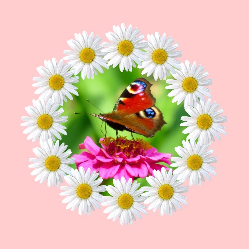 Marguerite Pink Flower Butterfly Flower Pattern