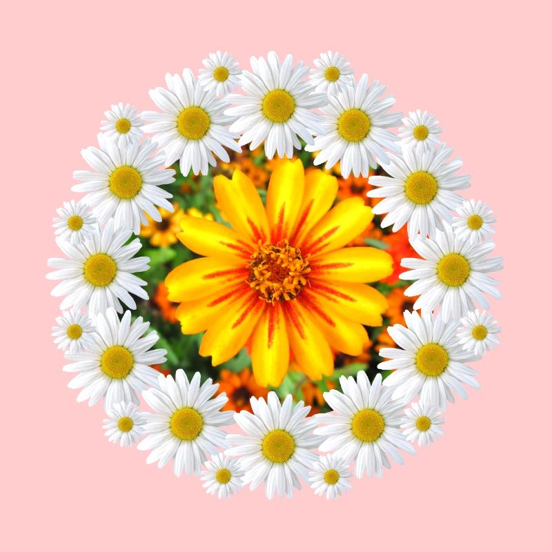 Margeriten mit bunter Blüte Gänseblümchen Blume