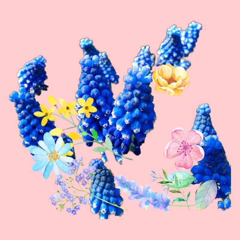 Fleurs,Fleur,Printemps,Fleurs,Jacinthes