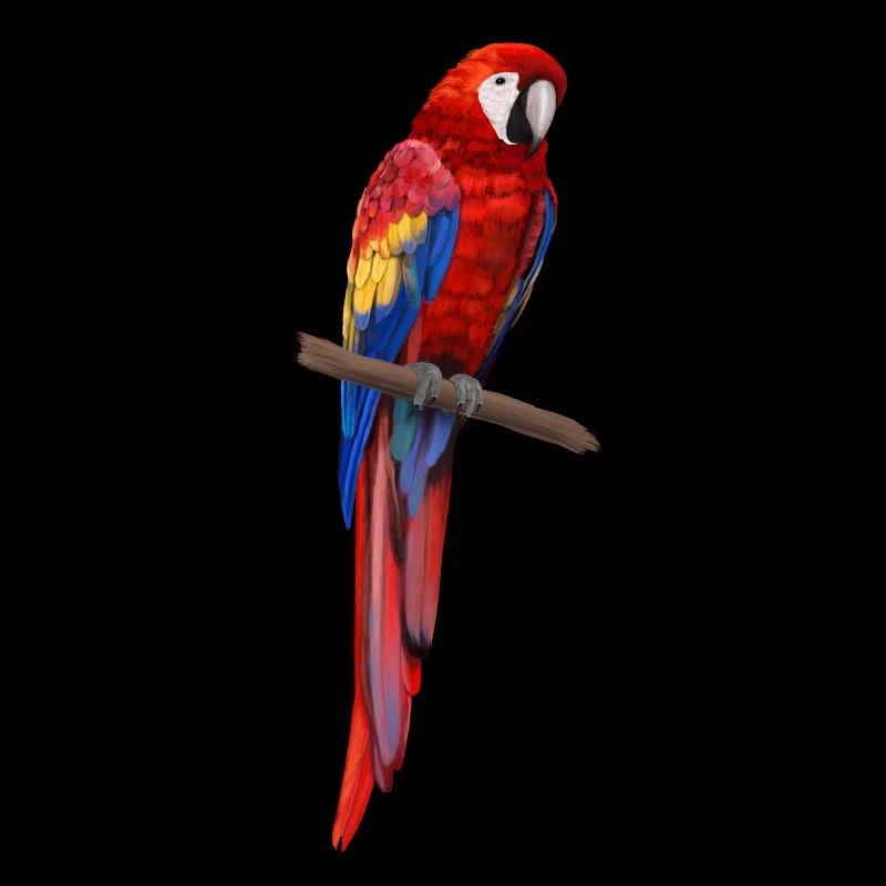 Papagei - Ara parrot