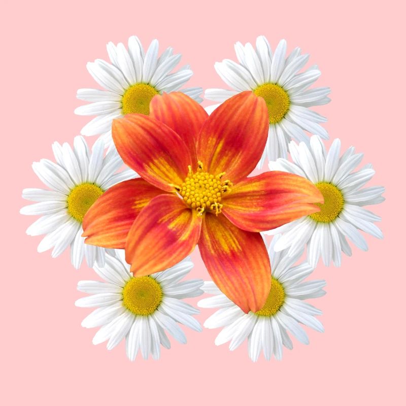 Margeriten mit oranger Blüte Gänseblümchen Blume