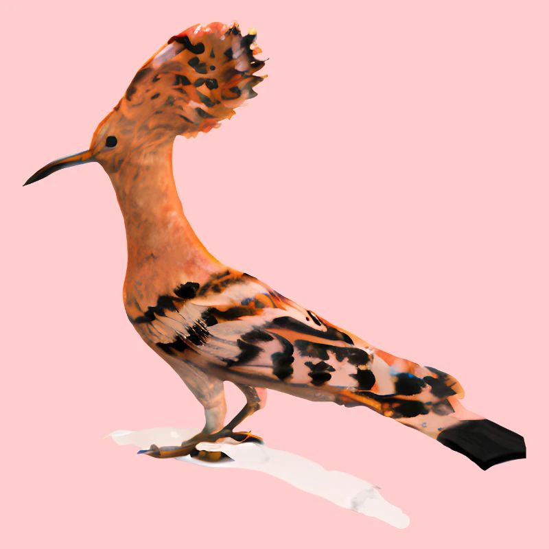 Hoopoe Bird Illustration